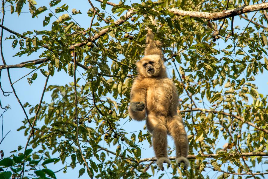 White-handed gibbons are common in the park