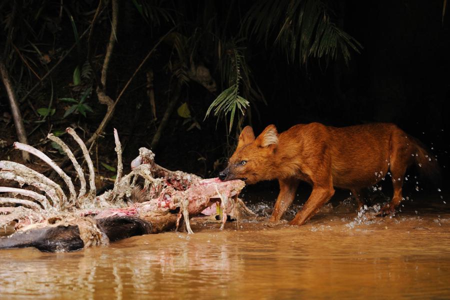 Dhole