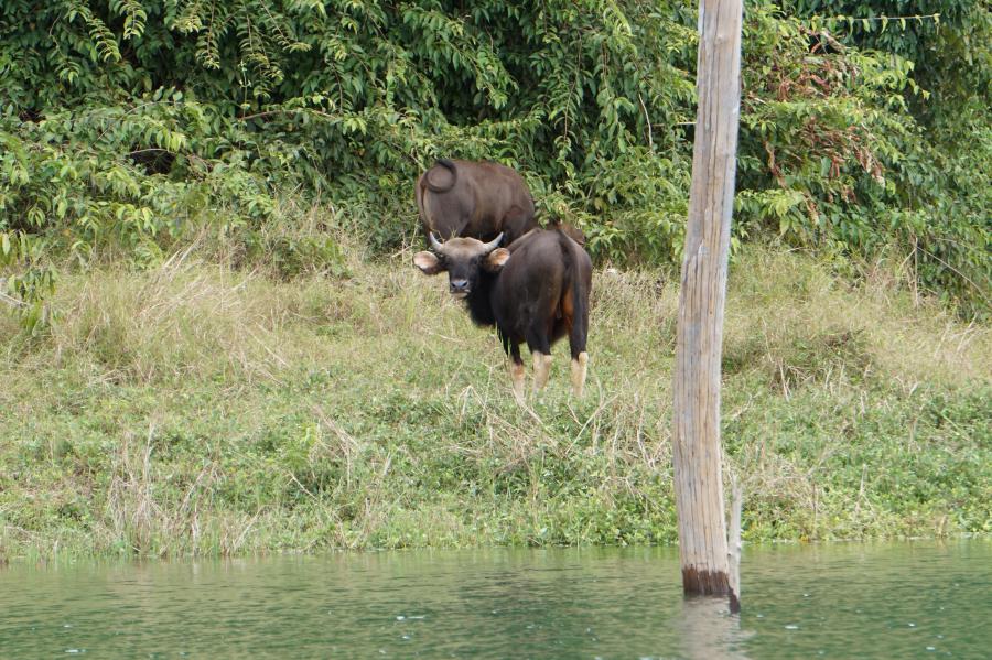 Gaurs, a mobile shot from one of our guests (Nov 2021)