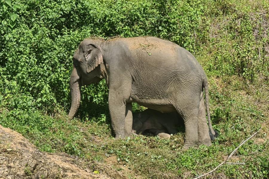 Wild elephants along the coast