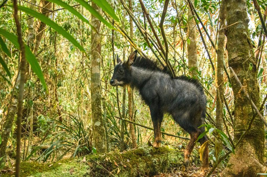 Indochinese serow