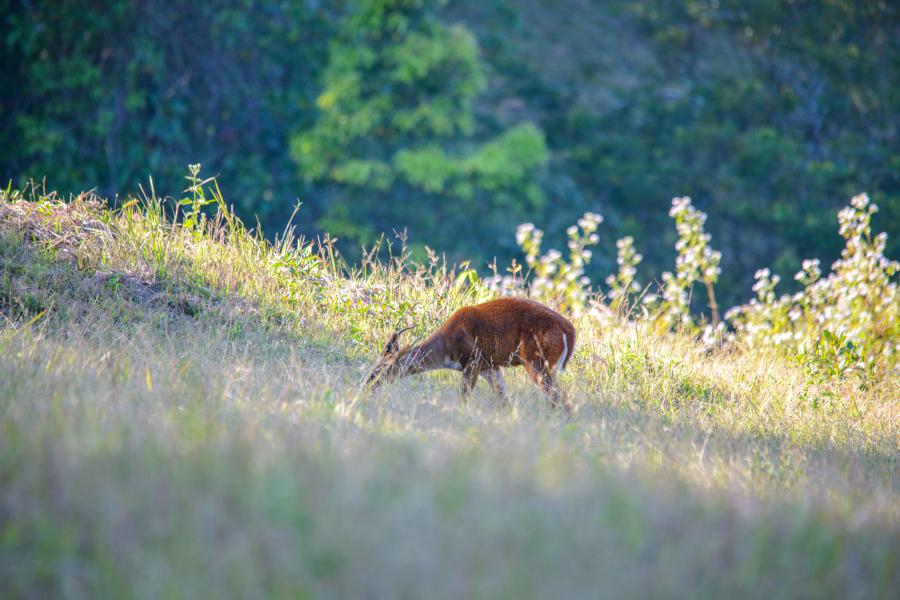 Barking deer - Khao Yai National Park