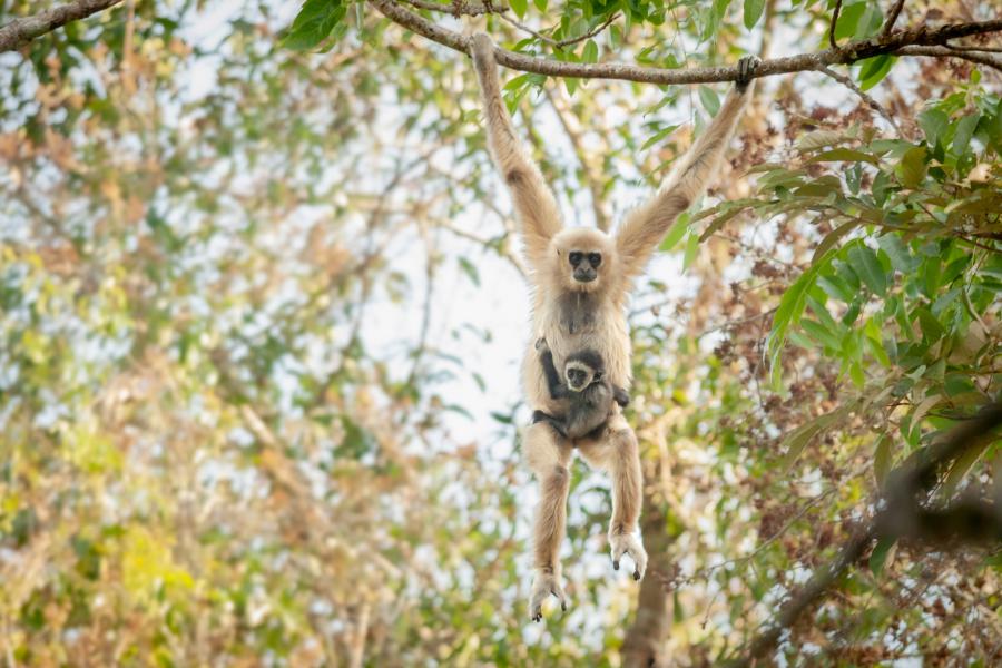 White-handed gibbons are common in Khao Yai National Park