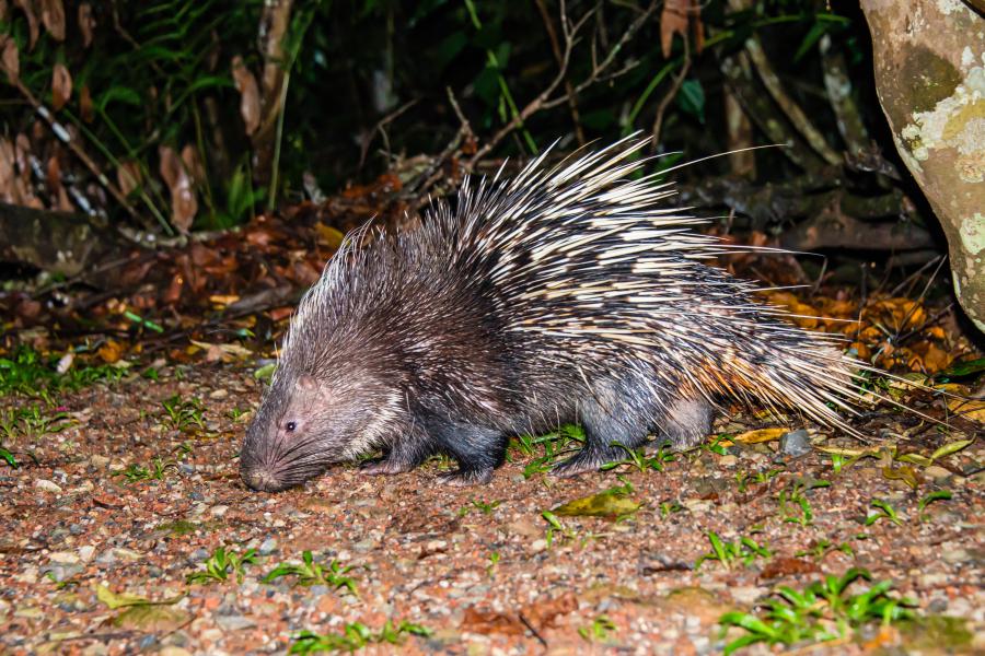 Malaysian porcupines are often seen in the night
