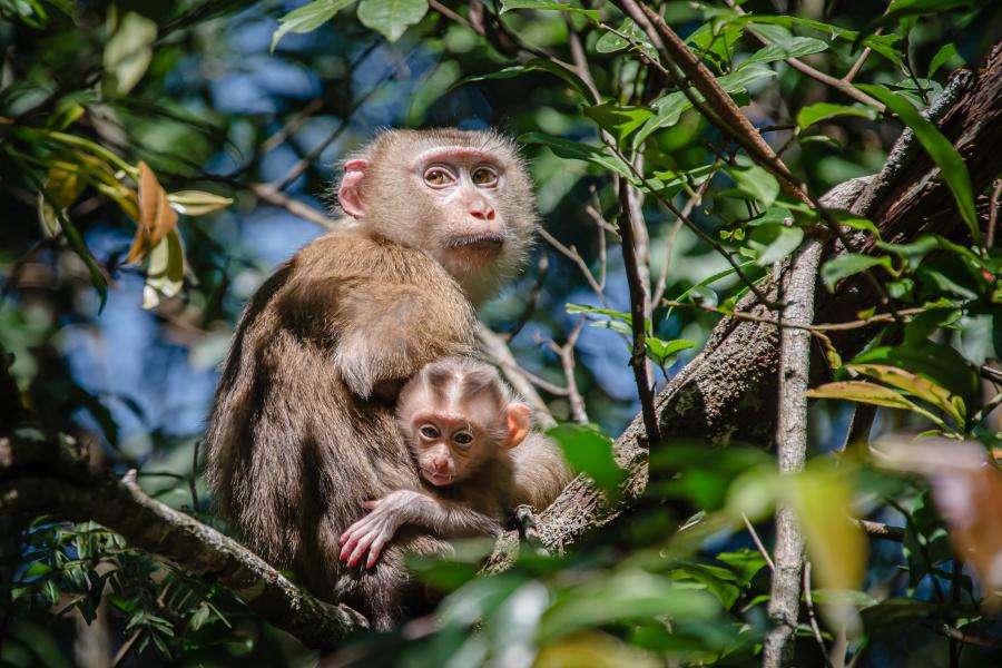Pig-tailed macaques are rare, but very common in Khao Yai National Park