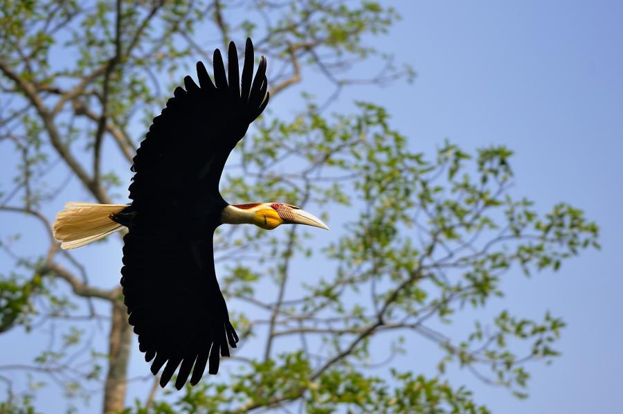 Wreathed hornbill - Khao Yai National Park