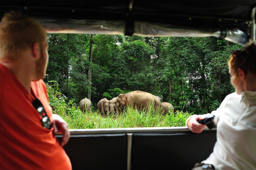 Elephants at a saltlick, Khao Yai National Park