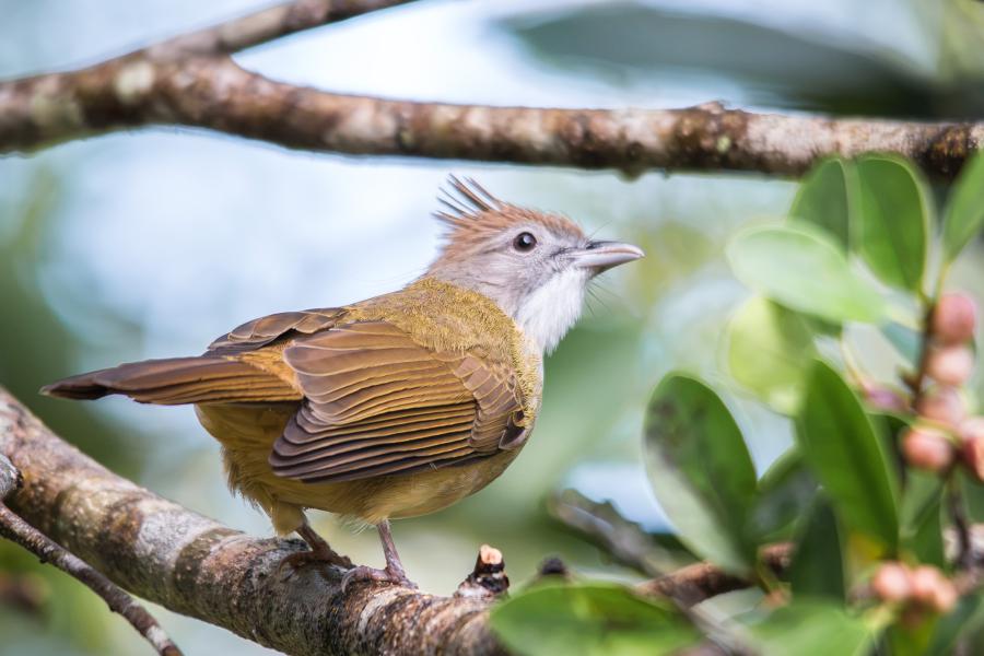 Grey-eyed bulbul