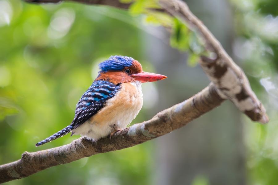 Banded kingfisher