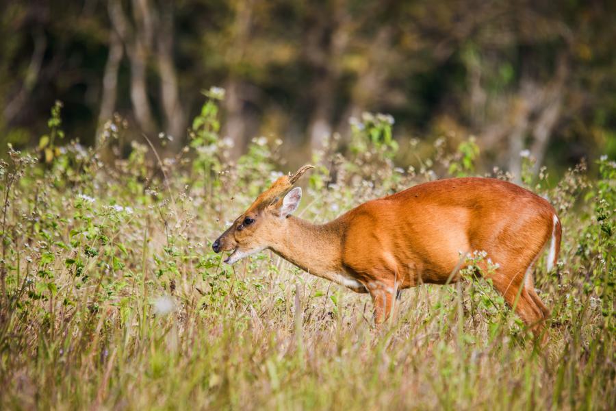 Barking deer, Khao Yai National Park