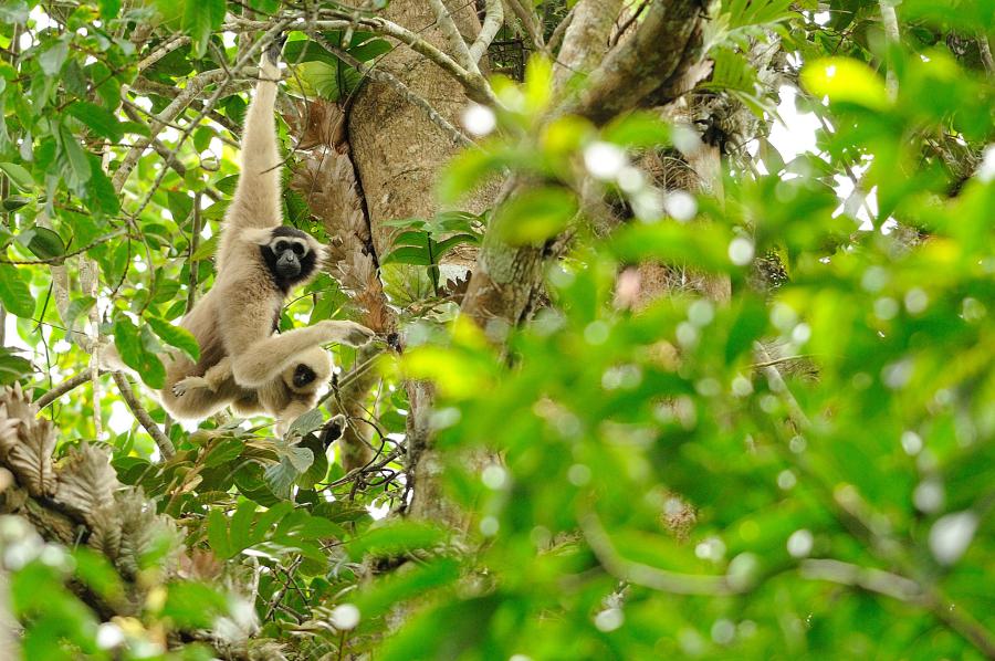 Pileated gibbons