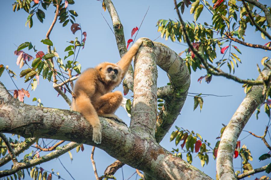 White-handed gibbon - Kaeng Krachan National Park