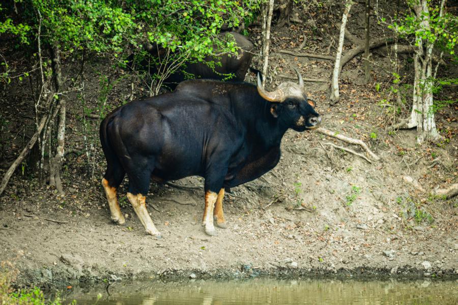 Gaurs at one of the roadside ponds - Kaeng Krachan National Park