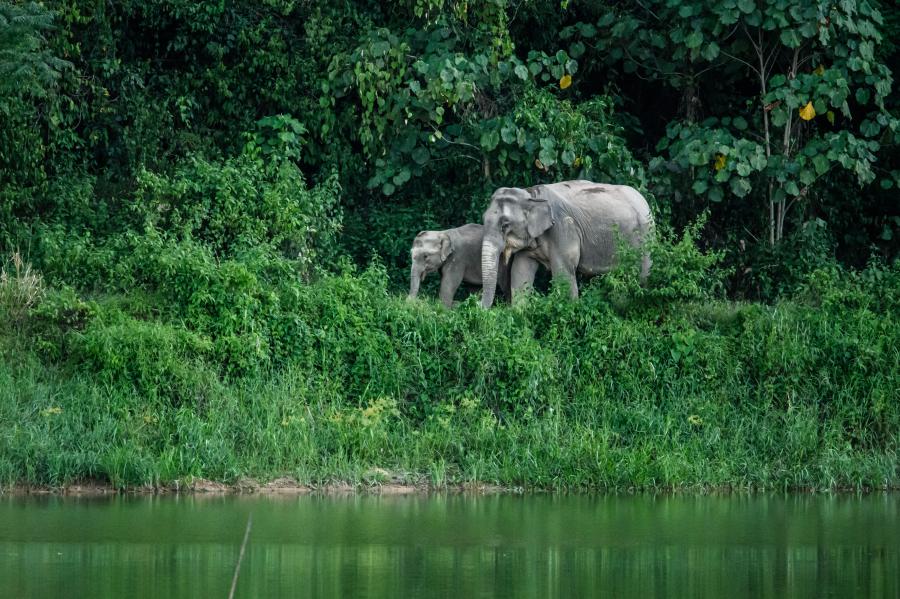 Elephant with calf - Kaeng Krachan National Park