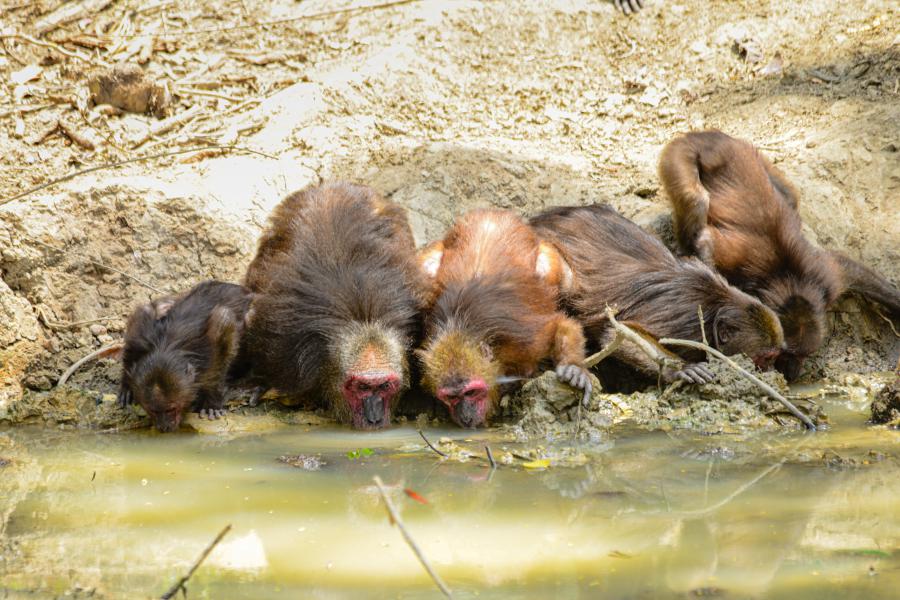 Stump-tailed macaques drinking water from one of the ponds
