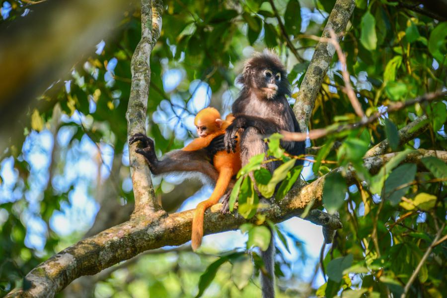 Dusky leaf monkeys are very common in the park