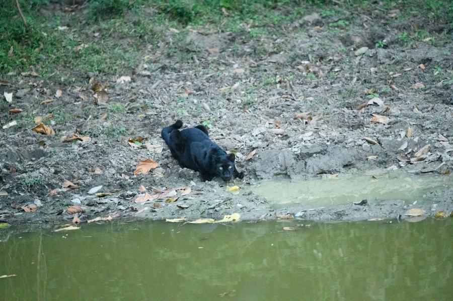 Leopards are a rare sighting in the park, but occasionally spotted on our tours.