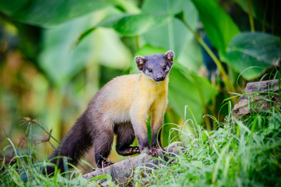 Yellow-throated marten