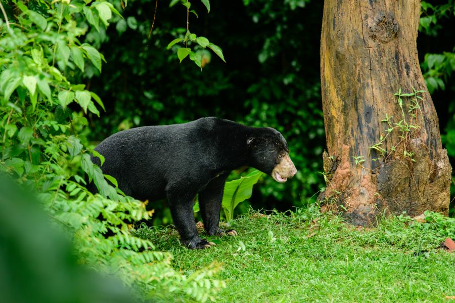 Sun bears visit the campsite restaurants now and then
