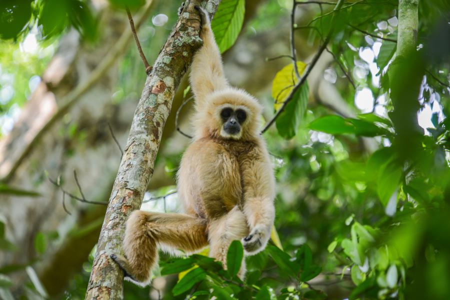 White-handed gibbon