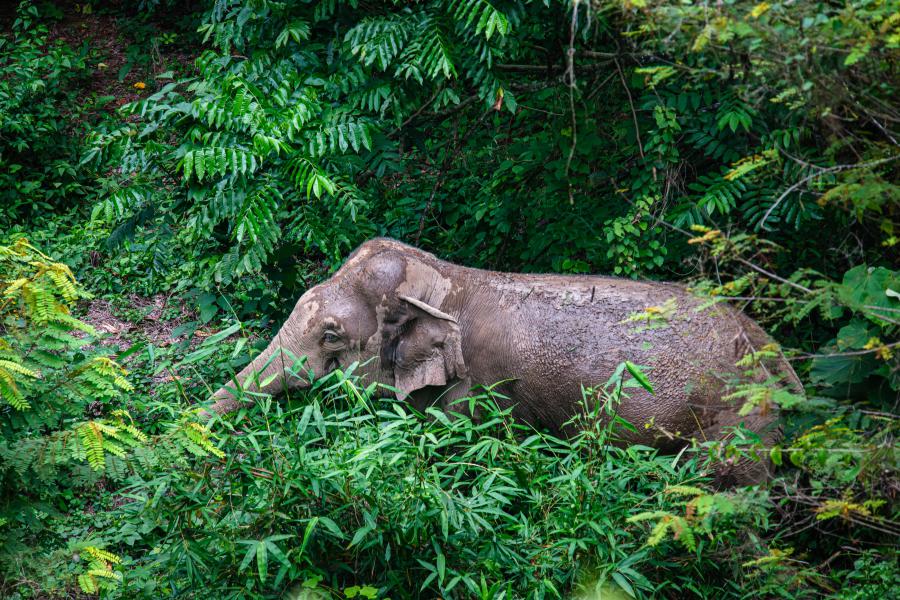 Elephant along the streams of Kaeng Krachan, near the Ban Krang Campsite
