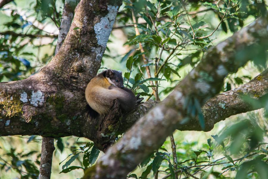 A yellow-throated marten on a tree