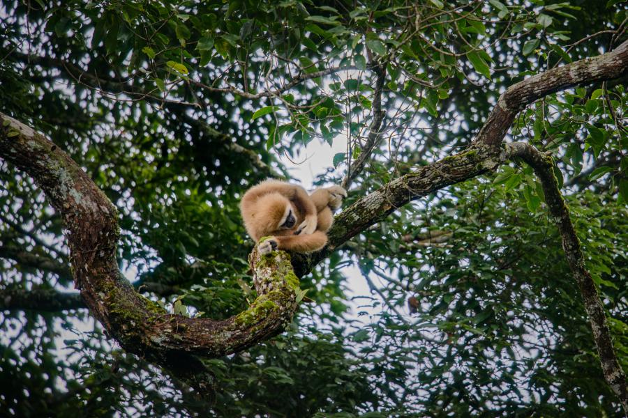 A sleeping white-handed gibbon at the upper Phanoen Thung Campsite