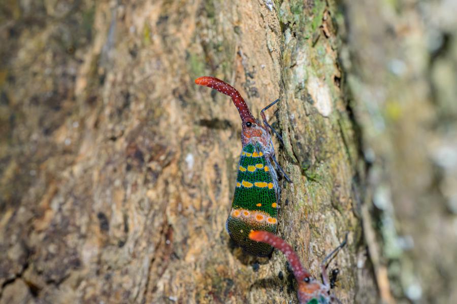 Pyrops karenius, a lantern fly species