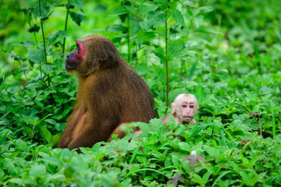 Stump-tailed macaques