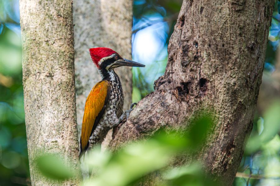 Greater flameback, Chrysocolaptes guttacristatus - Ban Krang Campsite