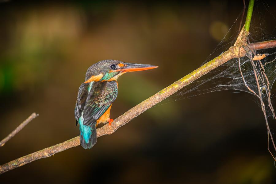 Malaysian blue-banded kingfisher, Alcedo peninsulae - Ban Krang area