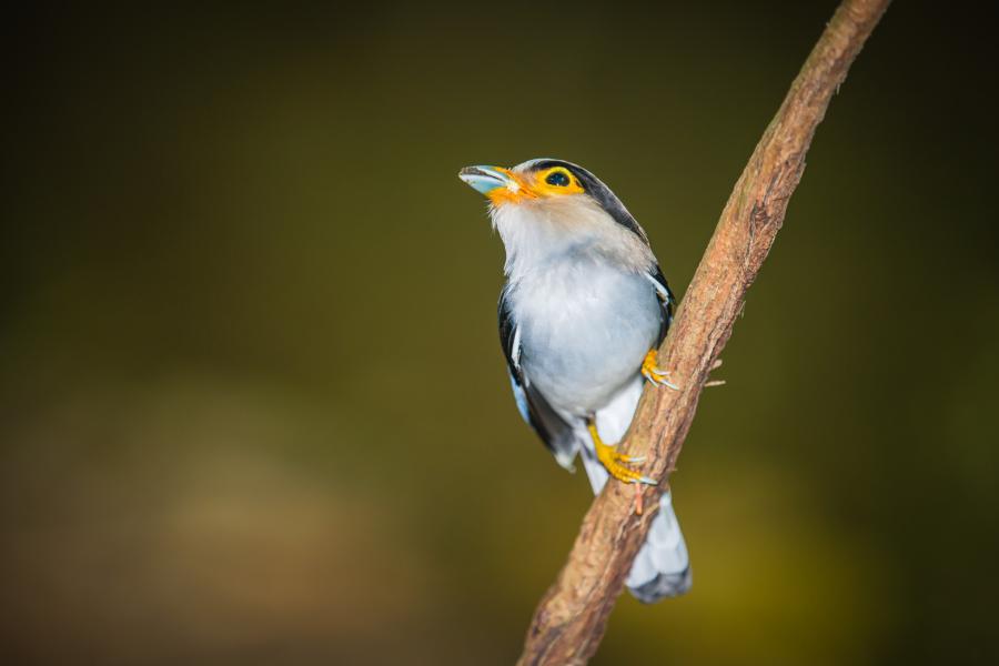 Silver-breasted broadbill, Serilophus lunatus - Ban Krang Campsite area