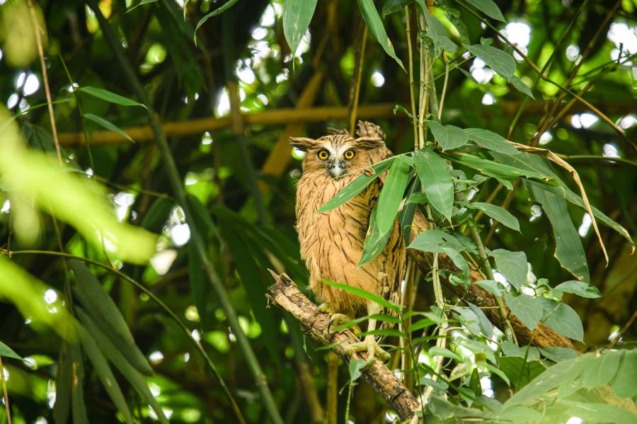 Buffy fish owl, Ketupa ketupu - Ban Krang area