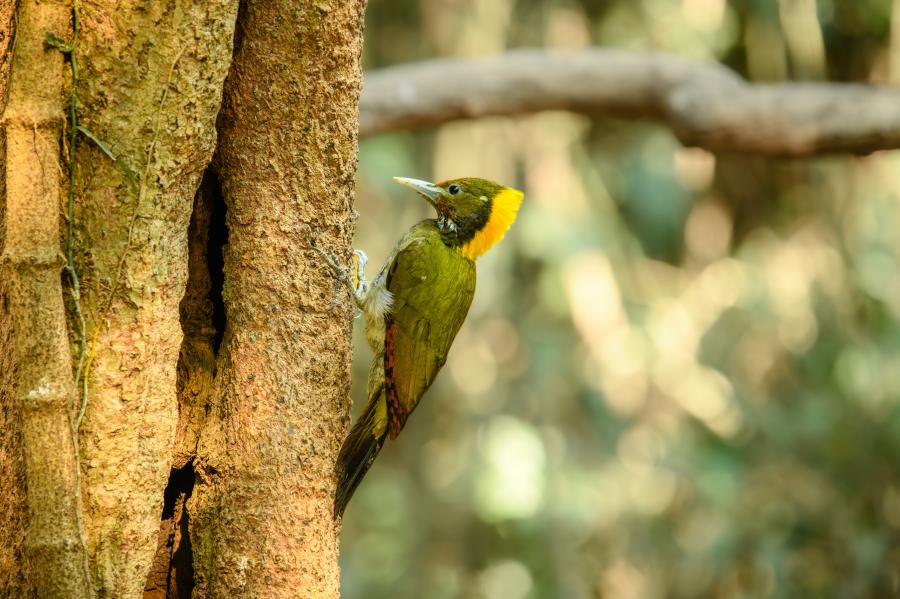 Greater yellownape, Chrysophlegma flavinucha - Ban Krang Campsite