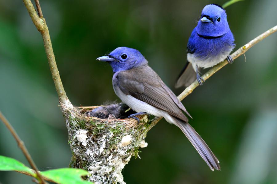 Black-naped monarch