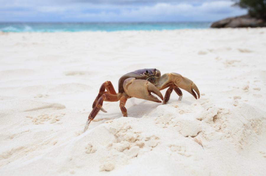A crab on the beach