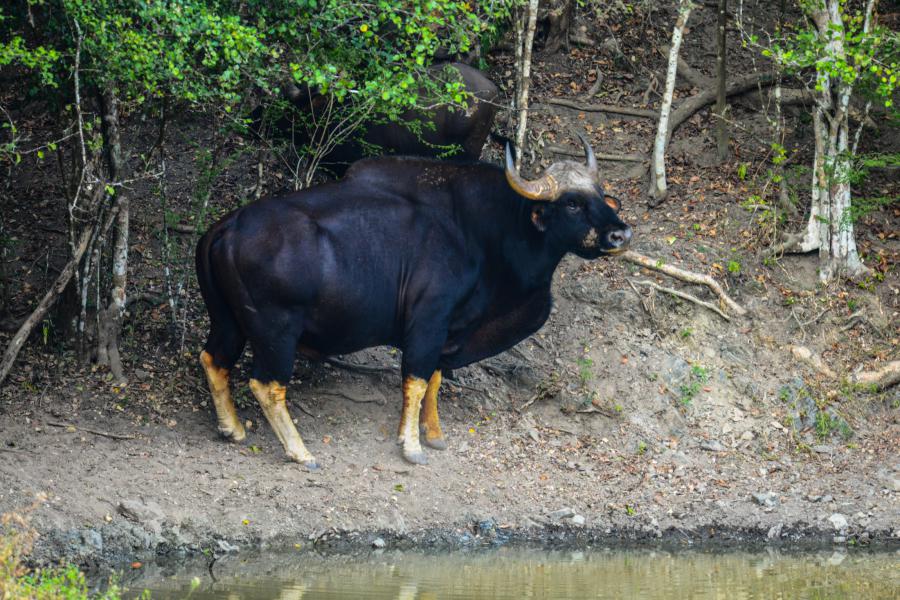 A gaur and it's calf at one of the ponds around km 11