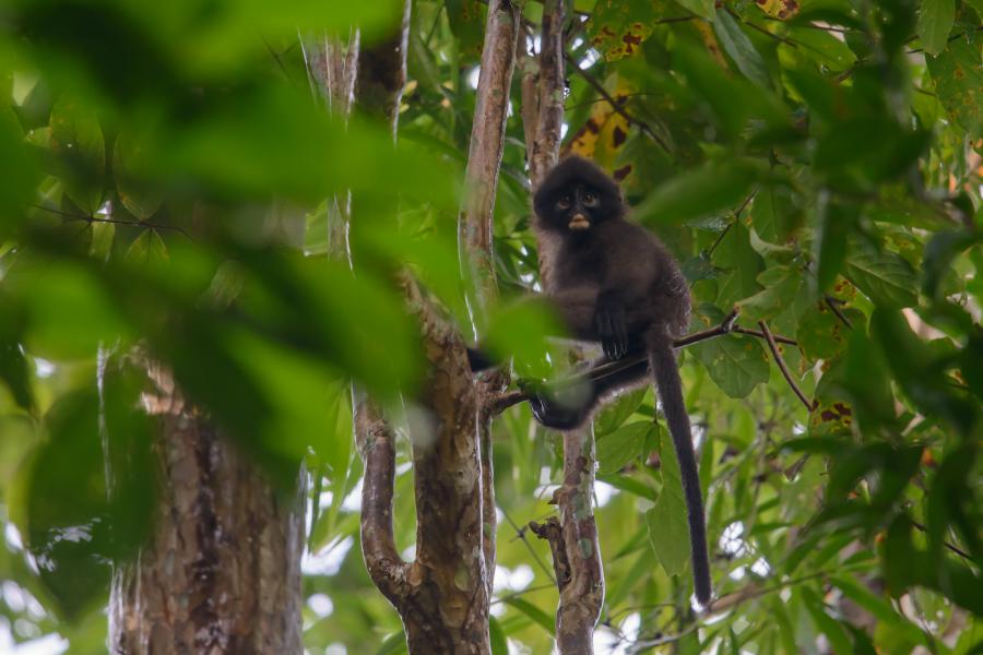 The rare banded surilis are relatively common around the campsite and the lake. Not to be mistaken to the common langurs around the country