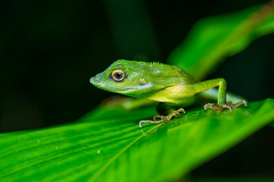 Gunung Raya green-crested lizard (Bronchocela rayaensis) found often around the campsite