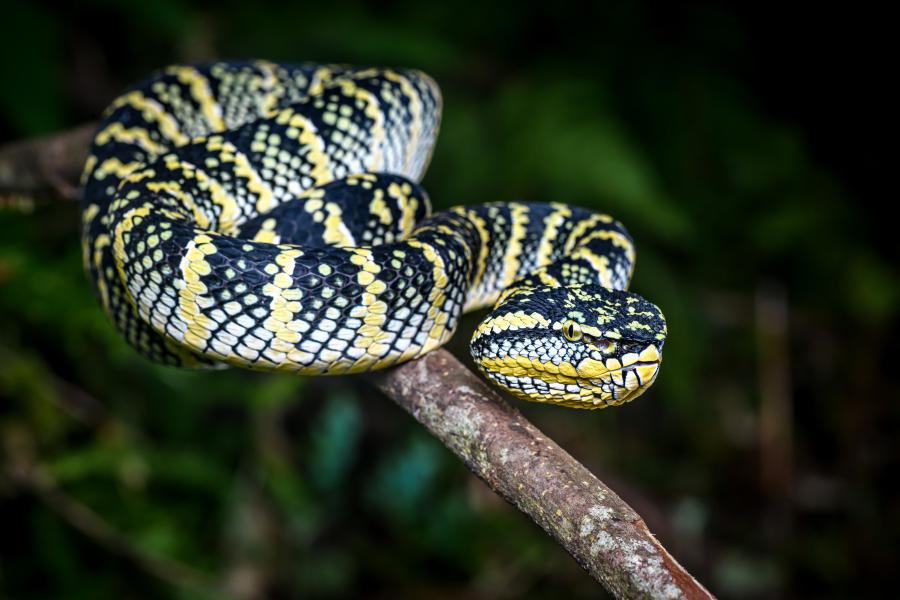 A female Wagler's palm pit viper (Tropidolaemus wagleri), found sometimes along the trails.