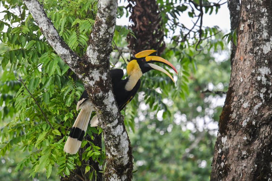 Great hornbill, one of the many hornbill species found in the park