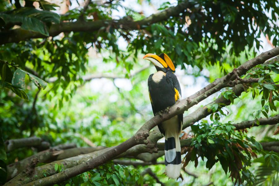 Great hornbill, one of the many hornbill species found in the park
