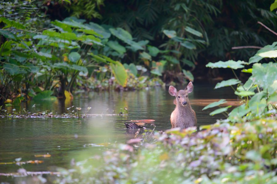 A sambar deer calf separated from it's mother by dholes, next to the campsite at Ban Krang