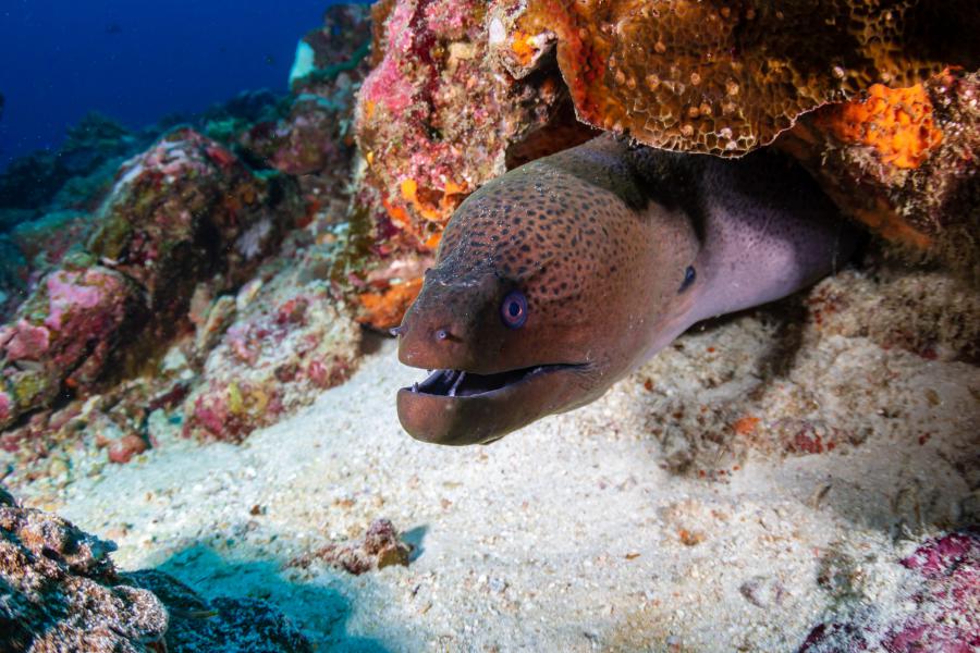 A giant moray eel