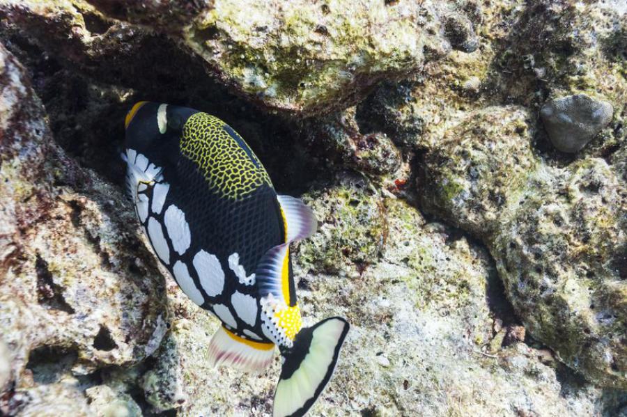 A clown triggerfish from Similan Islands