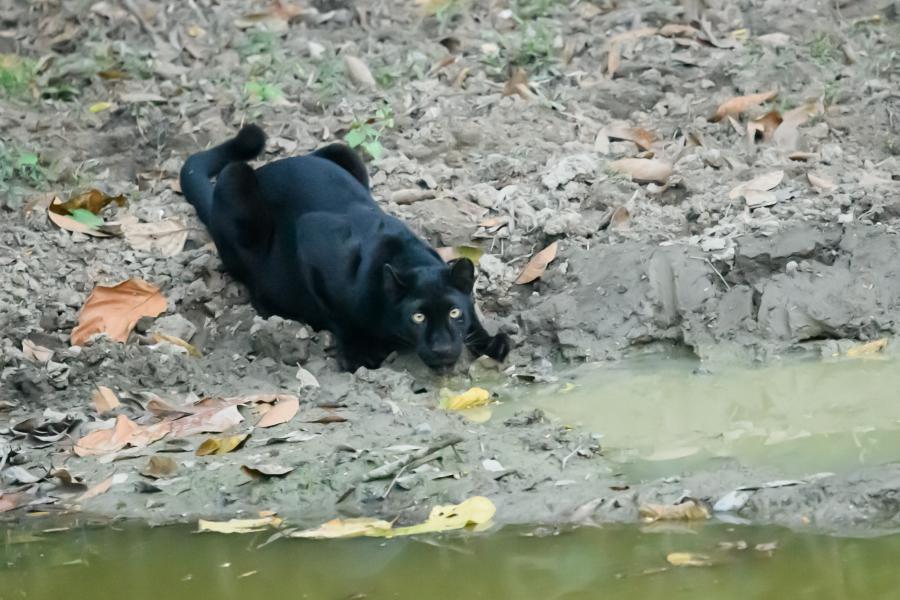 During the dry seasons, black and spotted leopards seen almost weekly in Kaeng Krachan, along the road to Ban Krang Campsite. Photo from one of the roadside ponds just 3.5 km east from the campsite.