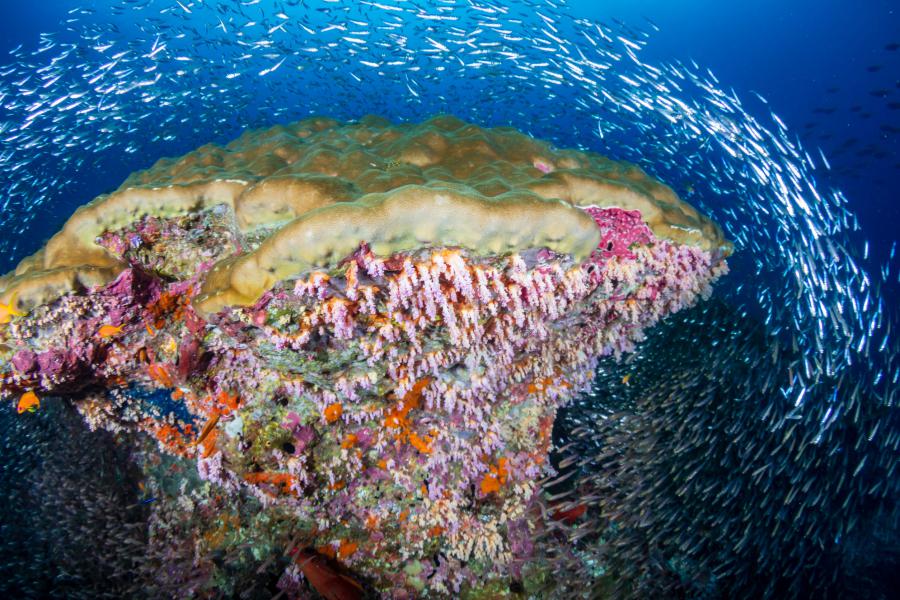 A coral pinnacle from tropical reefs of Ko Bon