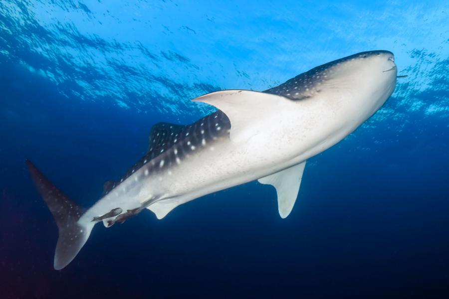 A whale shark in the ocean around Ko Tachai