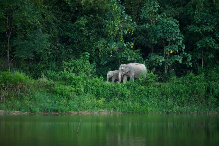 Asian elephants, near Pala-U Waterfall