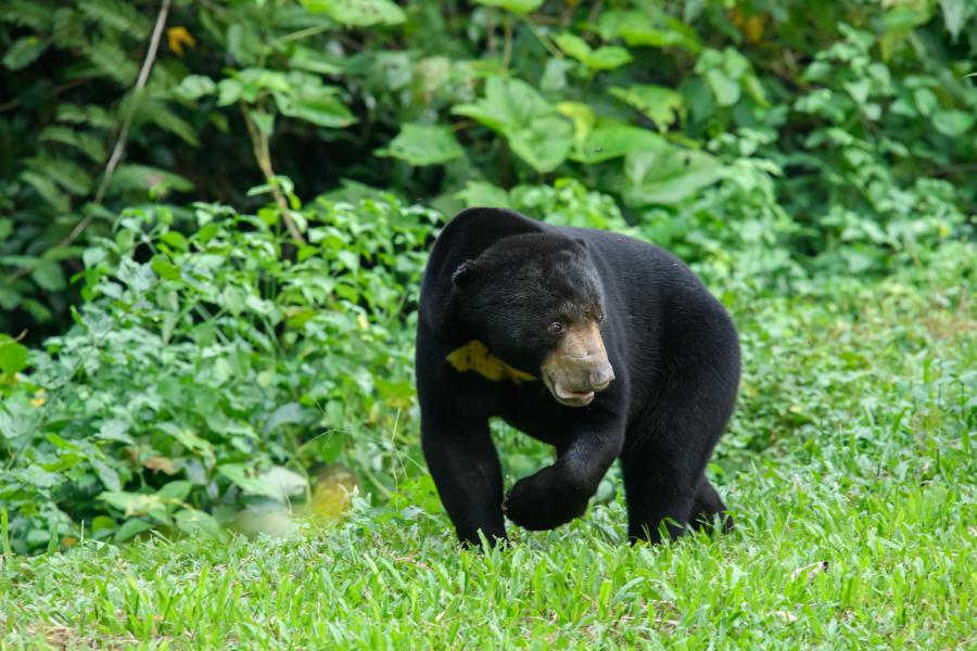 A sun bear that often was visiting the campsite at Ban Krang